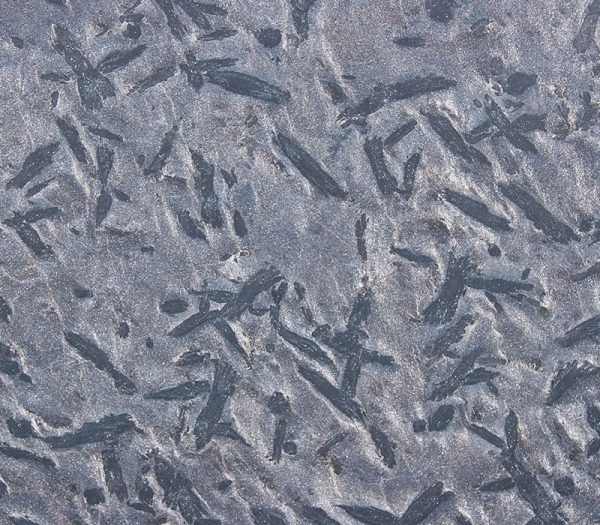 Black Pearl Granite Charcoal 1025 (Honed Finish) – Image 2