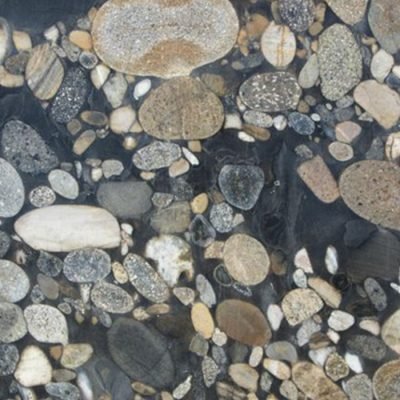 Lively Jurassic Black